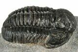 Bargain, Detailed Gerastos Trilobite Fossil - Morocco #311243-2